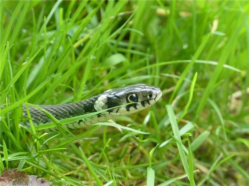 属蛇农历几日出生富贵命，2001年属蛇几月出生命苦