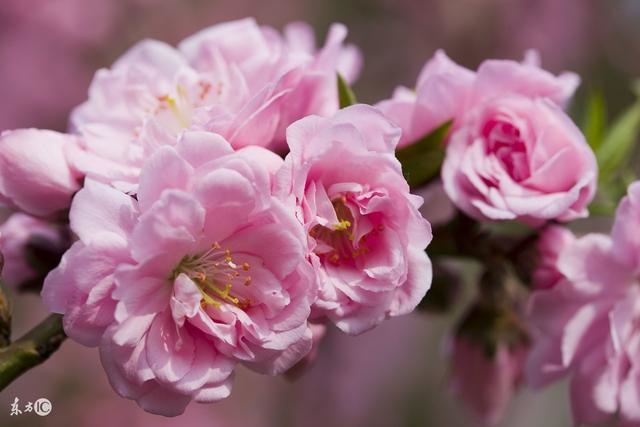 红艳桃花是正缘吗，免费测正缘桃花