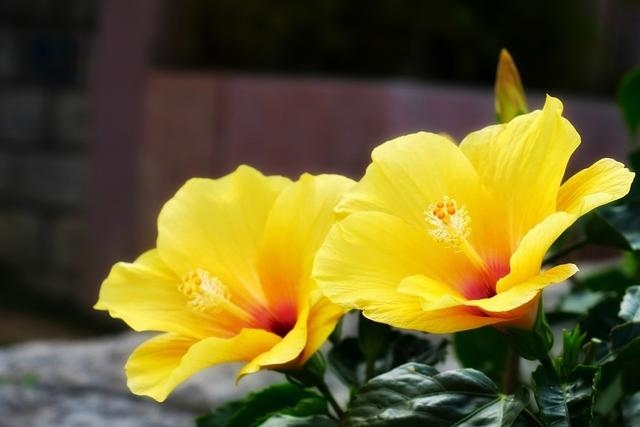 属兔未来三年运势大揭秘，属兔人2022 每月运势