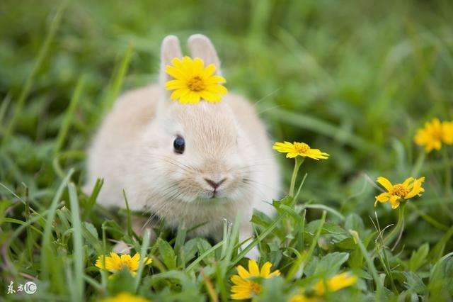 属兔63年的女兔命不好,93年女属鸡的属相婚配表