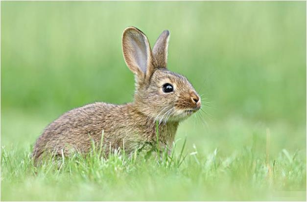 3年属兔今年每月运程，1963年的兔有几次婚姻"