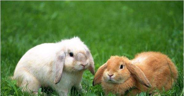 属兔的都是哪些年份,属兔和属龙的相配吗