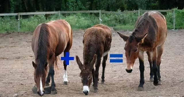 马和马怎么配对，女人配公猴子视频