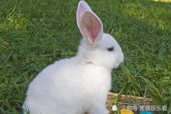 5年属兔子多大了，75年属兔子幸运数字"