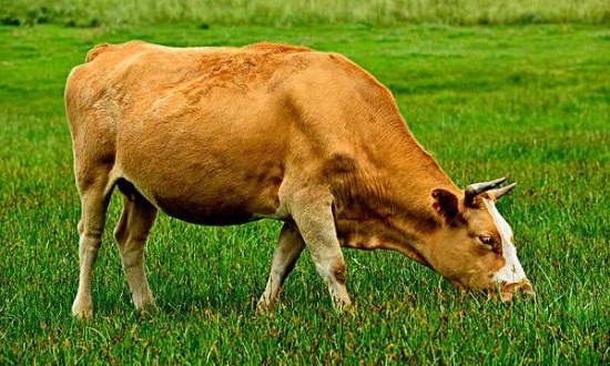 属牛的人在婚姻上面有什么问题，两个属牛的人婚姻如何