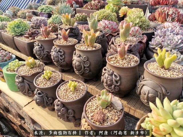 属龙的哪天出生最苦，属龙生在几月最命苦