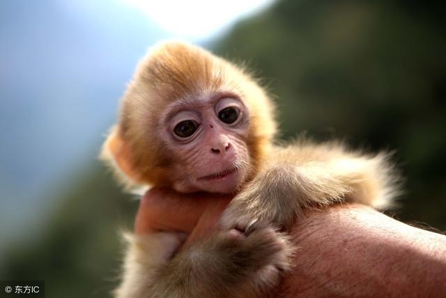 属蛇和属猴的婚姻合吗，属猴和蛇的在一起合不合