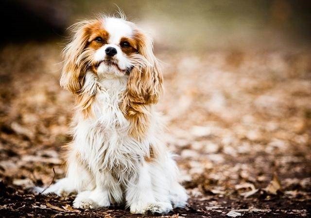 猴和兔相配婚姻如何，男猴女兔婚姻会幸福吗