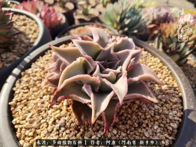 属龙的哪天出生最苦，属龙生在几月最命苦