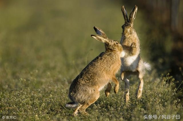 987年兔明年运势,87年属兔女2022