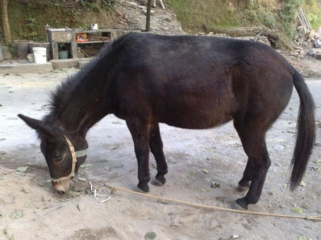 马和马配对怎么不好，夫妻两人都属马相克吗