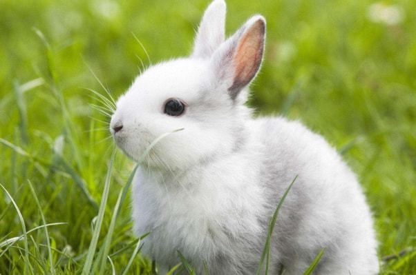 属兔的富豪出生在几月，1975年属兔几月出生好