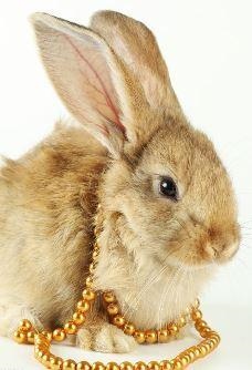 7年属兔人一生命运,1987年属兔人最旺的年龄"