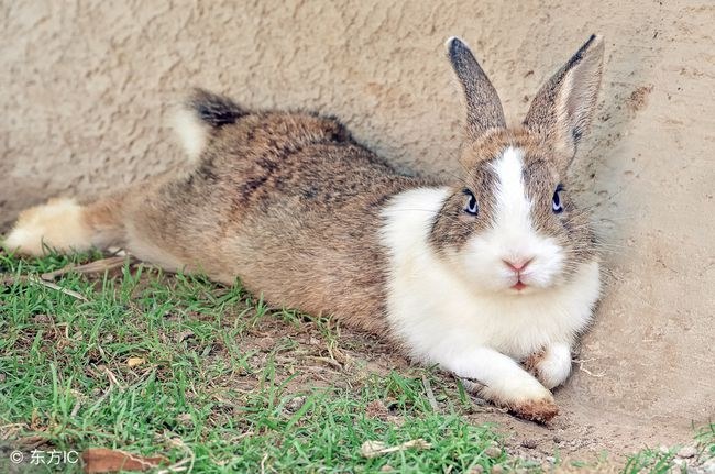 7年属兔多大了，87兔男92猴女婚姻配对"