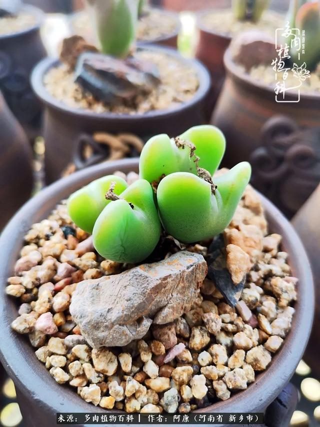 属龙的哪天出生最苦，属龙生在几月最命苦