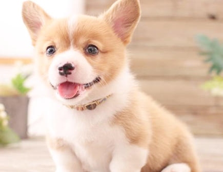 970年属狗2022年运势，70年生肖狗在2022年每月运程"