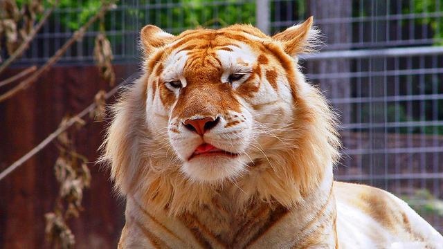 马和马配对怎么不好，夫妻两人都属马相克吗