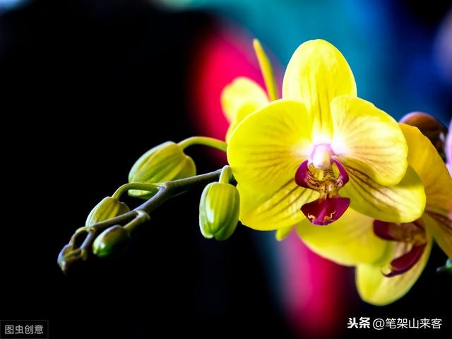 女人命硬是好事还是坏事，女人命硬但是旺夫