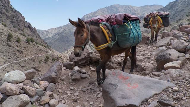 马和马配对怎么不好，夫妻两人都属马相克吗