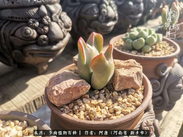 属龙的哪天出生最苦，属龙生在几月最命苦