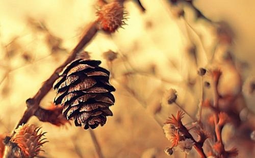 属兔的相克相冲是什么生肖,生肖配对属相婚配表十二属相配对吉凶表