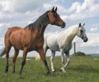 十二属相排行的顺序，十二生肖的贵人属相