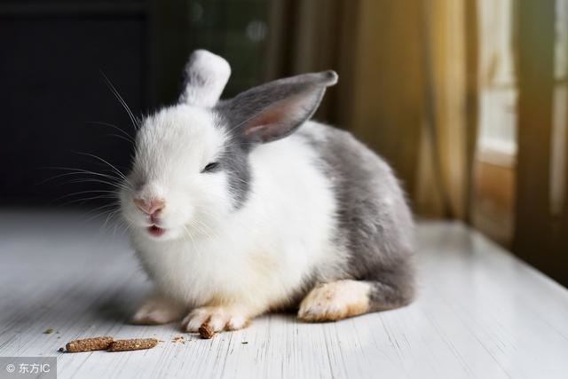 7年兔什么时候财运好，2022