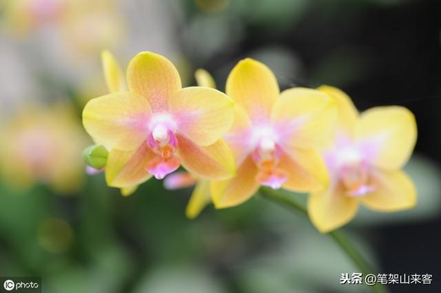 女人命硬是好事还是坏事，女人命硬但是旺夫