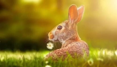 属兔的和属兔的在一起相配吗,兔与兔婚配是否合适