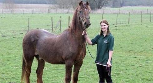 6年属马人能活多少岁，1966年属马女人人品"