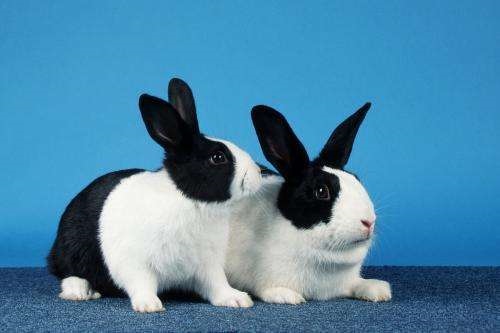 7年属兔的女人命好不好，87年属兔34岁有一劫2022"