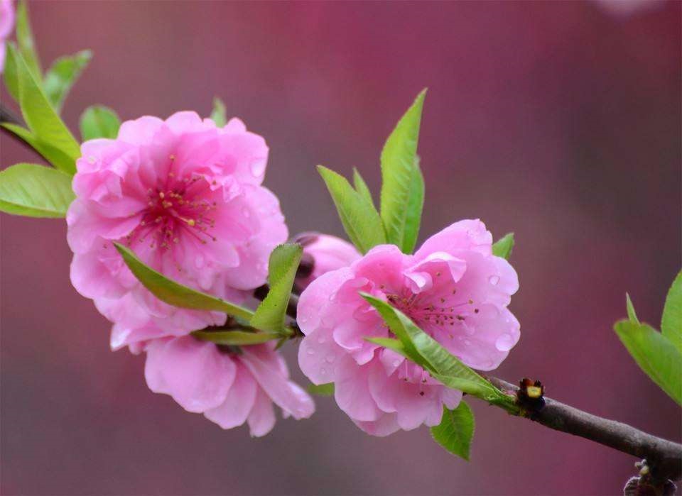 属兔的桃花位在哪里，属兔的财位在哪个方向