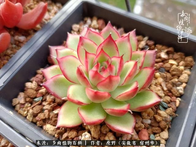 别人送兔子给我养好不好，兔子可以送给别人养吗