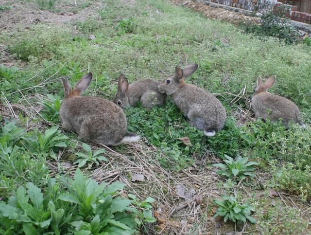 属兔人从事什么行业好，属兔人做什么生意红火