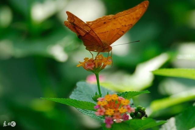 兔年哪几个月出生好，属兔哪个月出生更好命
