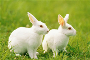 987年属兔女人的婚姻，87年属兔34岁有一劫2022"