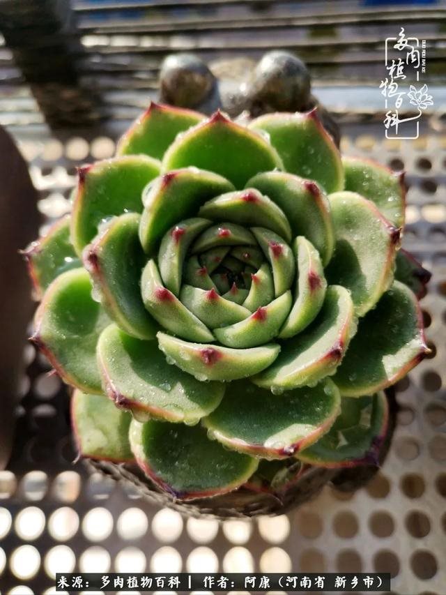 属龙的哪天出生最苦，属龙生在几月最命苦