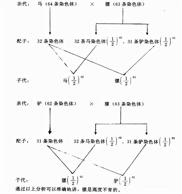 马和马配对怎么不好，夫妻两人都属马相克吗