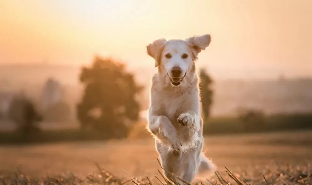 0年属狗人2022年运势，70年属狗52岁2022运势"