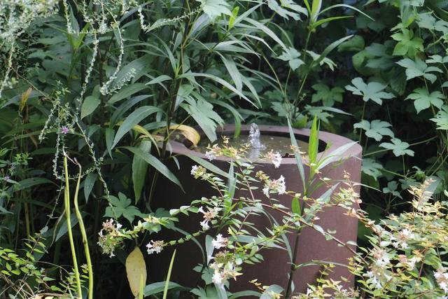 什么声音可以吸引兔子过来，用野兔叫声叫野兔来