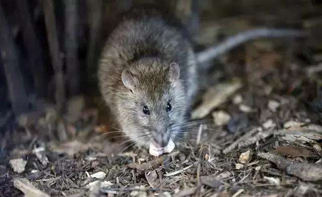 2年属鼠2022牢狱之灾，72年属鼠人2022