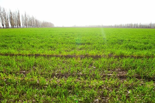 022年农历九月出生哪天好，属牛最富贵的出生时辰"