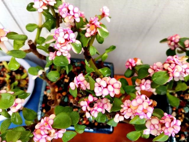 978年属马的婚外情45岁，1990年属马的更佳配偶"