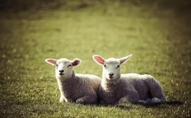 为什么属兔的人命不好，属兔的女人几月出生命苦