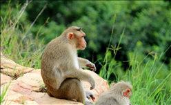 980年猴2022年运程,80年猴女2022年运势如何"