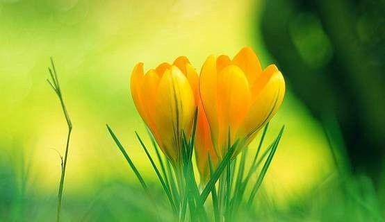 属兔人招财转运 *** ，属兔带什么更好转运