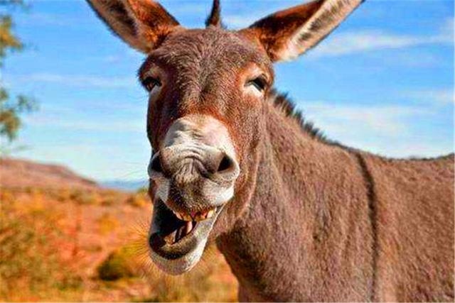 马和马配对怎么不好，夫妻两人都属马相克吗