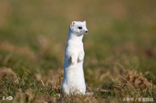 身上带 是怎么回事，自身带仙是怎么回事