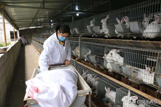 种兔哪里可以买，哪里有兔子苗卖