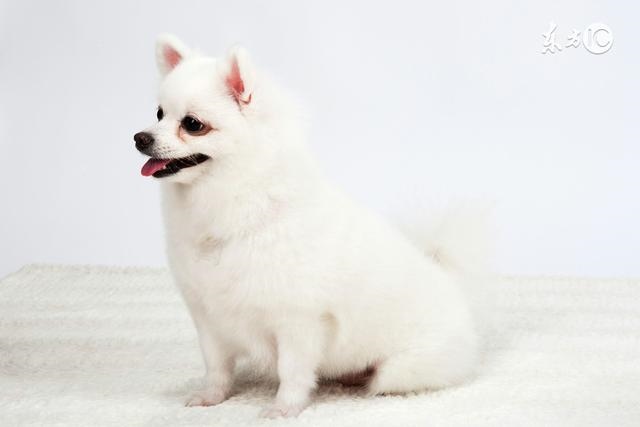 属狗的几点出生最命苦，1982年属狗几月命苦